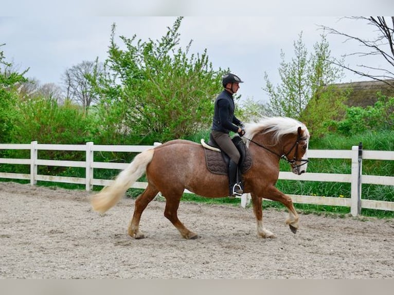 Schwarzwälder Fuchs Merrie 5 Jaar 158 cm Donkere-vos in Seebad Bansin