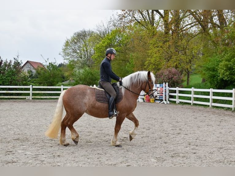 Schwarzwälder Fuchs Merrie 5 Jaar 158 cm Donkere-vos in Seebad Bansin