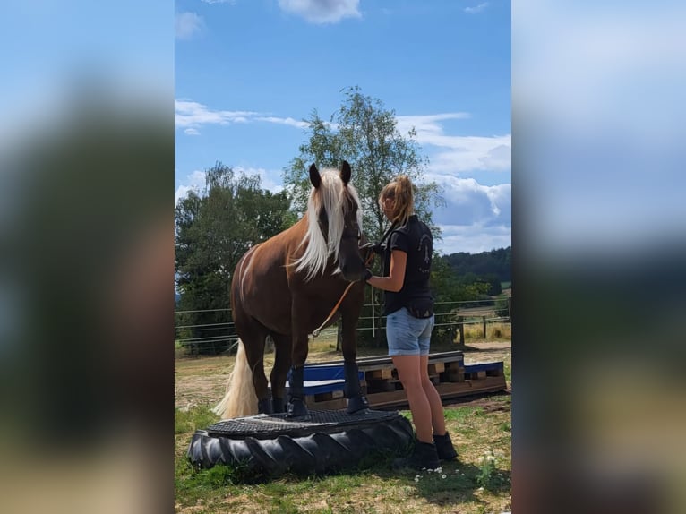 Schwarzwälder Fuchs Merrie 6 Jaar 152 cm Donkere-vos in Mudau