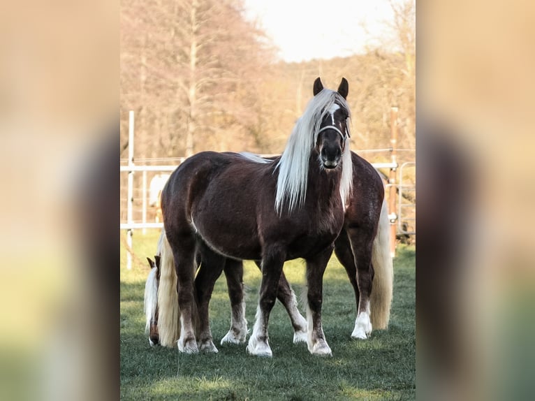 Schwarzwälder Fuchs Merrie 6 Jaar 152 cm Donkere-vos in Mudau