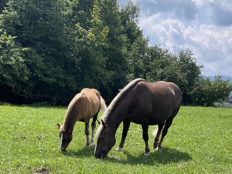 Schwarzwälder Fuchs Merrie Veulen (04/2025) Donkere-vos in Stegen