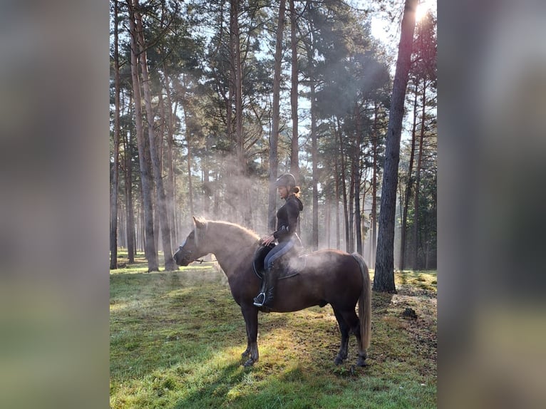 Schwarzwälder Fuchs Ruin 12 Jaar 149 cm Donkere-vos in Belfeld