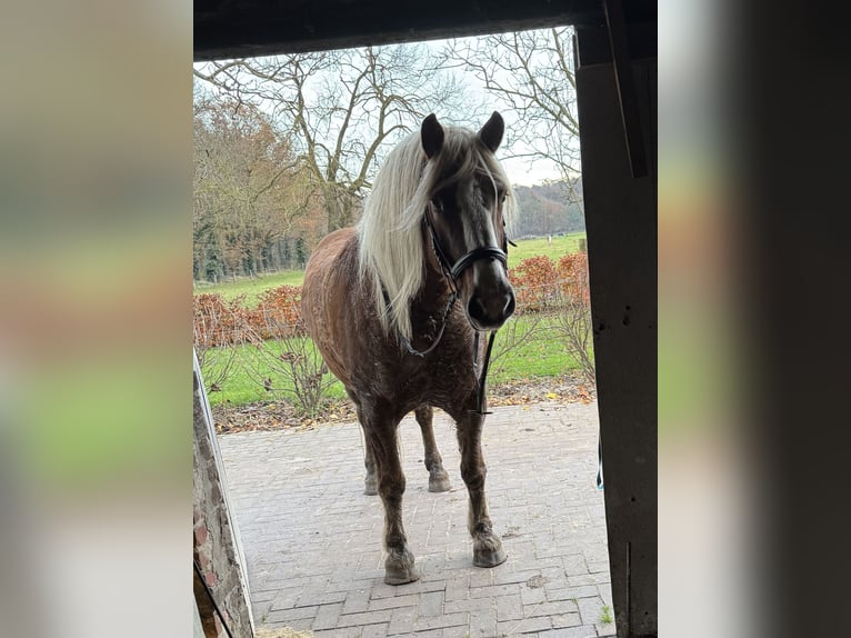 Schwarzwälder Fuchs Ruin 12 Jaar 149 cm Donkere-vos in Belfeld