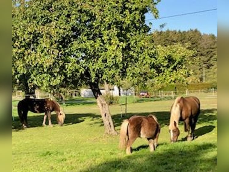 Schwarzwälder Fuchs Ruin 13 Jaar 164 cm Donkere-vos in Stolberg (Rheinland)