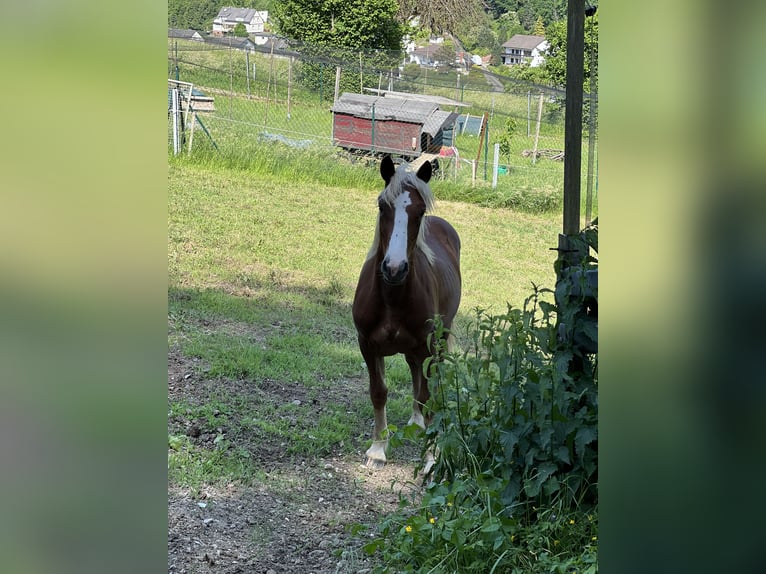 Schwarzwälder Fuchs Ruin 1 Jaar 153 cm Donkere-vos in Nassau