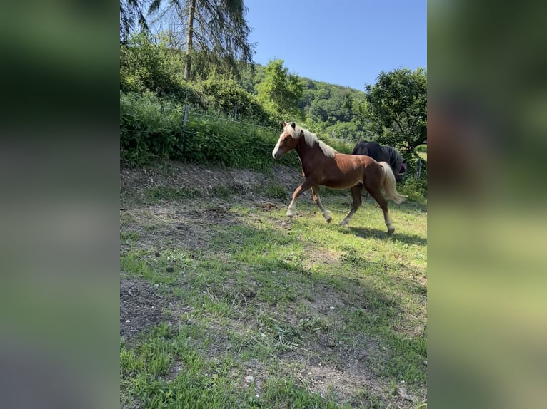 Schwarzwälder Fuchs Ruin 1 Jaar 153 cm Donkere-vos in Nassau