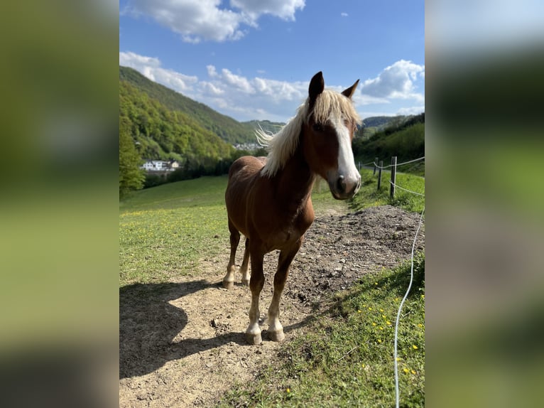 Schwarzwälder Fuchs Ruin 1 Jaar 153 cm Donkere-vos in Nassau
