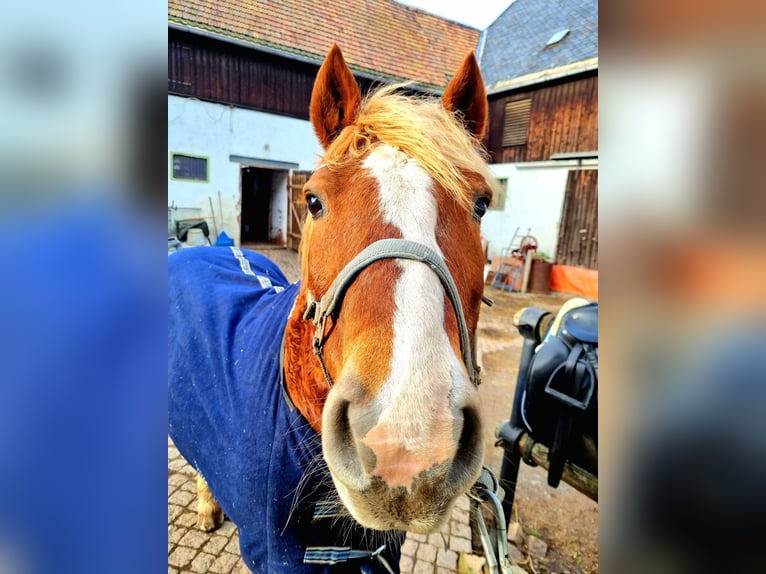 Schwarzwälder Fuchs Ruin 21 Jaar 140 cm Donkere-vos in Wildenfels Wiesenburg