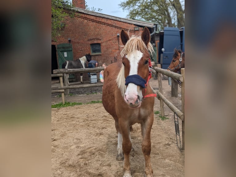 Schwarzwälder Fuchs Mix Ruin 2 Jaar 150 cm Donkere-vos in Jesteburg