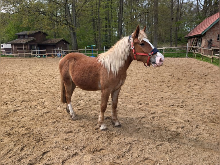 Schwarzwälder Fuchs Mix Ruin 2 Jaar 150 cm Donkere-vos in Jesteburg