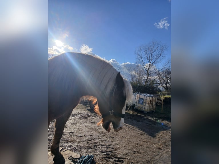 Schwarzwälder Fuchs Ruin 4 Jaar 150 cm Donkere-vos in Ehrenkirchen