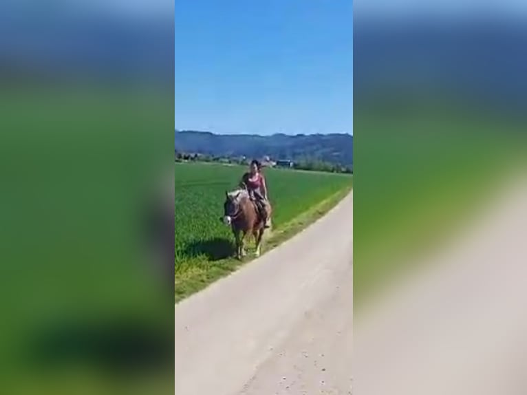 Schwarzwälder Fuchs Ruin 4 Jaar 155 cm Donkere-vos in Ehrenkirchen