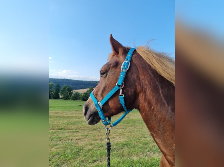 Schwarzwälder Fuchs Ruin 6 Jaar 158 cm Donkere-vos in Neunkirchen