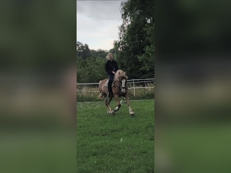 Schwarzwälder Fuchs Mix Ruin 6 Jaar 160 cm Vos in Frankfurt (Oder)