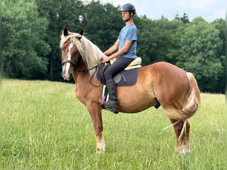 Schwarzwälder Fuchs Mix Ruin 6 Jaar 160 cm Vos in Nürburg
