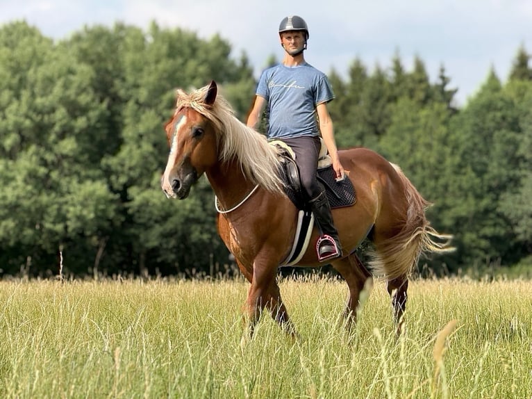 Schwarzwälder Fuchs Mix Ruin 6 Jaar 160 cm Vos in Nürburg