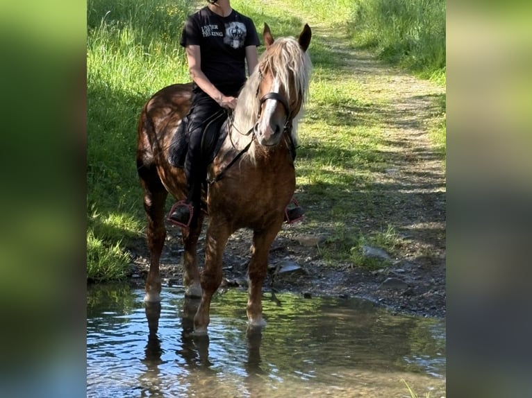 Schwarzwälder Fuchs Mix Ruin 6 Jaar 160 cm Vos in Nürburg