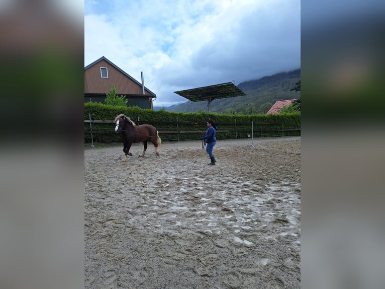 Schwarzwälder Fuchs Ruin 9 Jaar 146 cm Vos in Flums