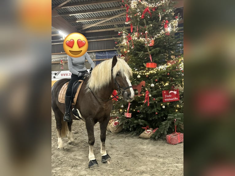 Schwarzwälder Fuchs Ruin 9 Jaar 156 cm Donkere-vos in Oerlinghausen