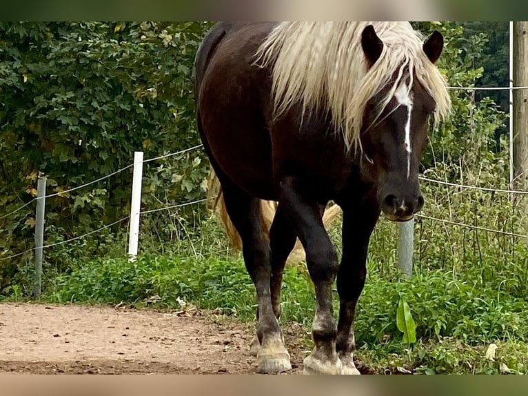Schwarzwälder Fuchs Ruin 9 Jaar 160 cm Donkere-vos in BrennbergBrennberg