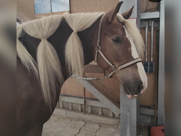 Schwarzwälder Fuchs Ruin 9 Jaar 166 cm Donkere-vos in B&#xFC;ckeburg