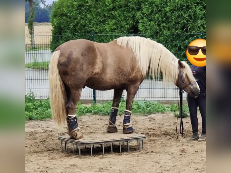 Schwarzwälder Fuchs Ruin 9 Jaar 166 cm Donkere-vos in B&#xFC;ckeburg