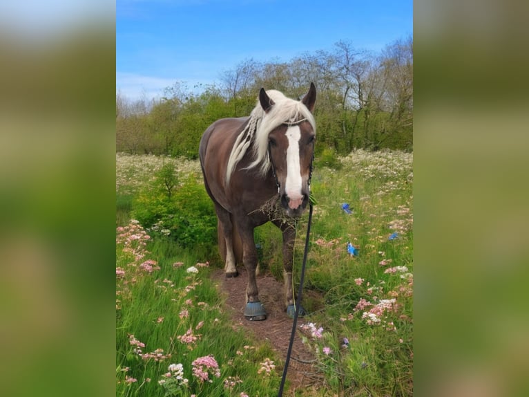 Schwarzwälder Fuchs Ruin 9 Jaar 166 cm Donkere-vos in B&#xFC;ckeburg