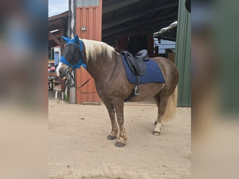 Schwarzwälder Fuchs Ruin 9 Jaar 166 cm Donkere-vos in B&#xFC;ckeburg