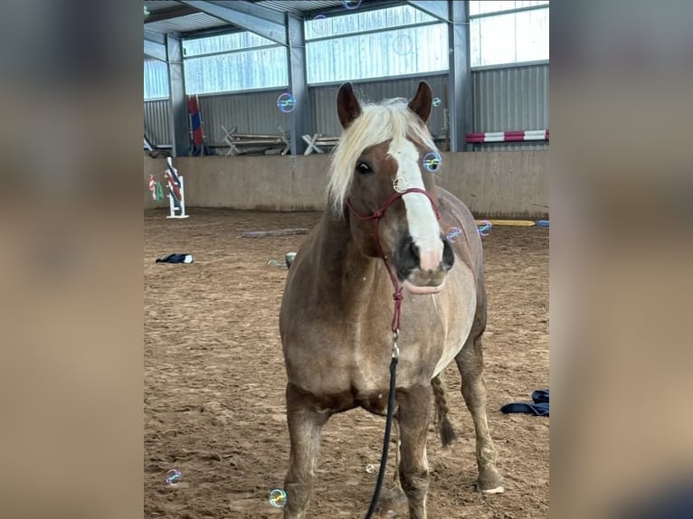 Schwarzwälder Fuchs Ruin 9 Jaar 166 cm Donkere-vos in B&#xFC;ckeburg