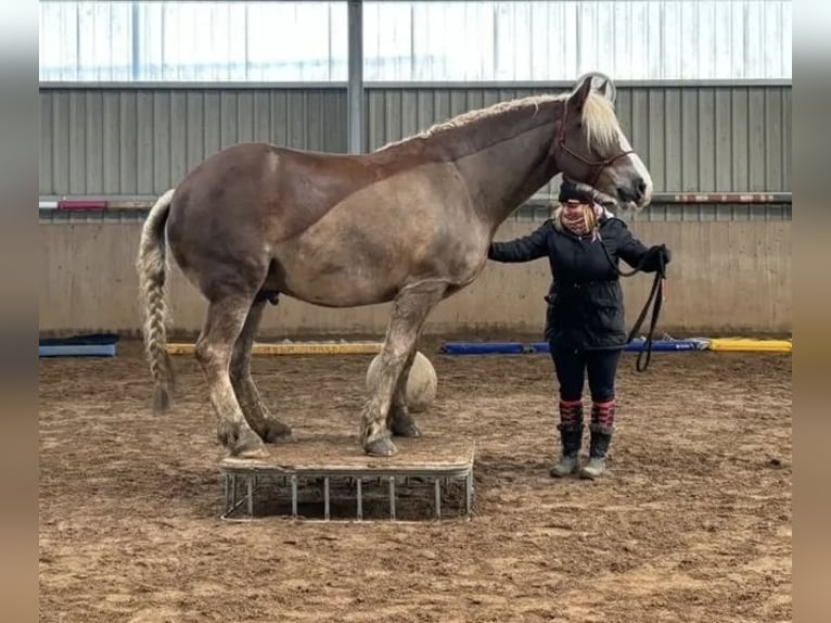 Schwarzwälder Fuchs Ruin 9 Jaar 166 cm Donkere-vos in B&#xFC;ckeburg