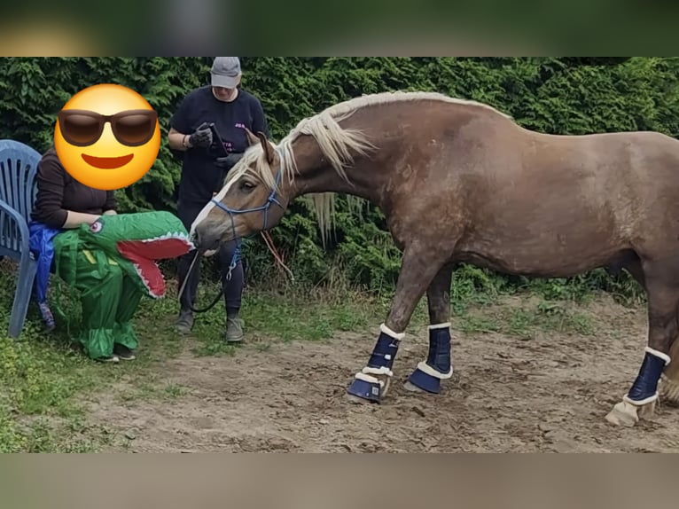 Schwarzwälder Fuchs Ruin 9 Jaar 166 cm Donkere-vos in B&#xFC;ckeburg