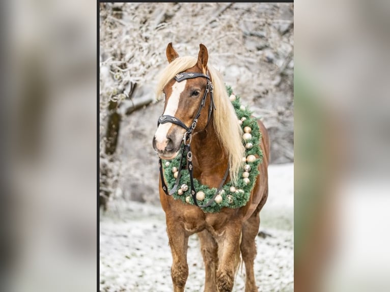 Schwarzwälder Fuchs Ruin 9 Jaar 166 cm Donkere-vos in B&#xFC;ckeburg