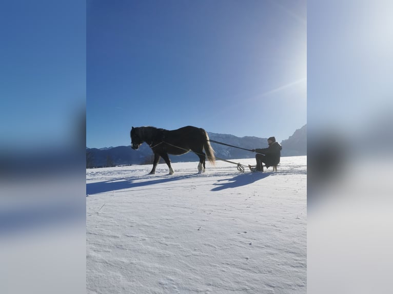 Schwarzwälder Fuchs Stute 14 Jahre 150 cm Dunkelbrauner in Füssen
