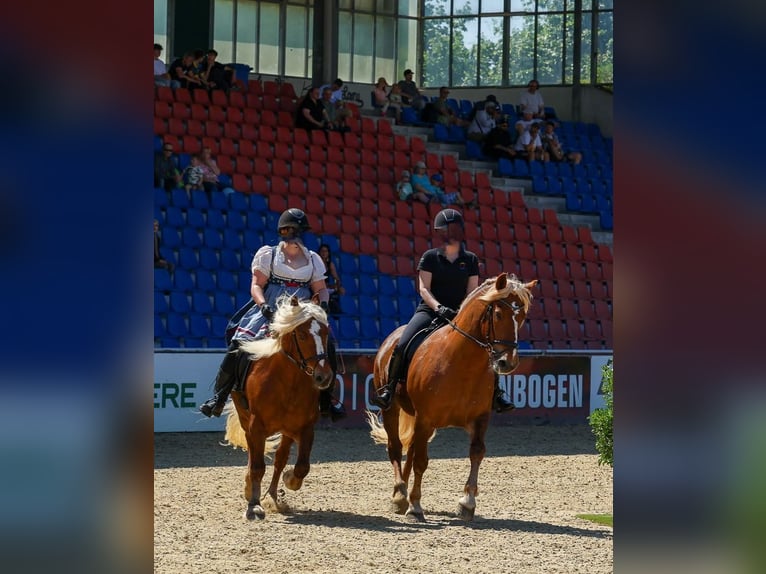 Schwarzwälder Fuchs Stute 14 Jahre 154 cm Dunkelfuchs in Eberbach