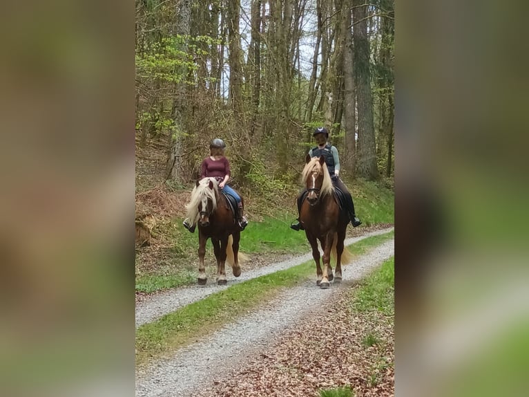 Schwarzwälder Fuchs Stute 14 Jahre 154 cm Dunkelfuchs in Eberbach