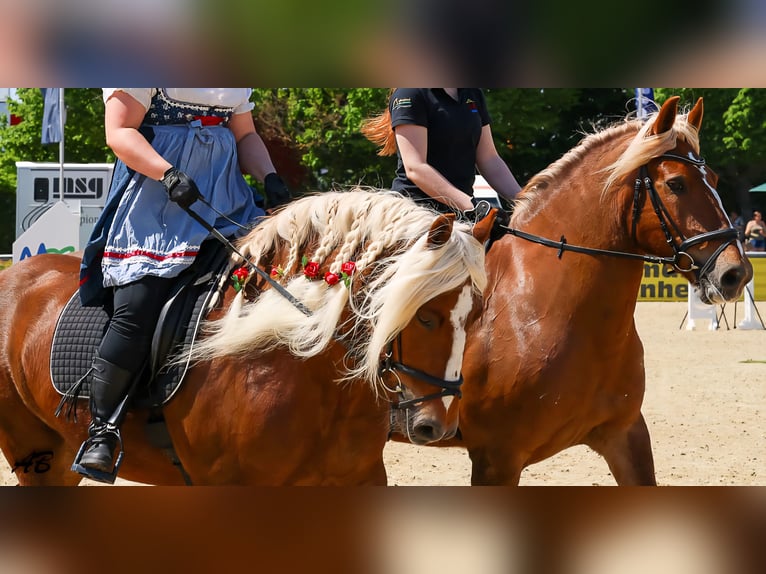 Schwarzwälder Fuchs Stute 14 Jahre 154 cm Dunkelfuchs in Eberbach