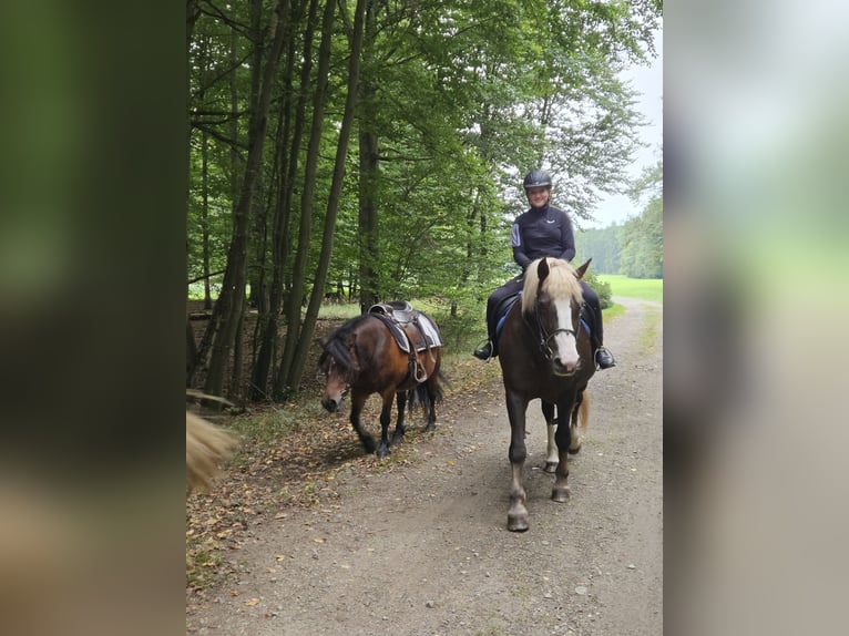 Schwarzwälder Fuchs Stute 17 Jahre 145 cm Dunkelfuchs in Ralbitz-Rosenthal