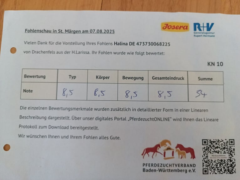 Schwarzwälder Fuchs Stute 1 Jahr 155 cm Dunkelfuchs in Filderstadt