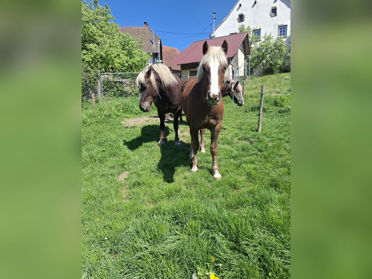 Schwarzwälder Fuchs Stute 1 Jahr Dunkelfuchs in Waldshut-Tiengen