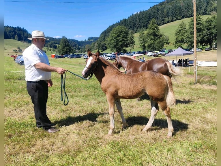 Schwarzwälder Fuchs Stute 2 Jahre 143 cm Dunkelfuchs in Elzach