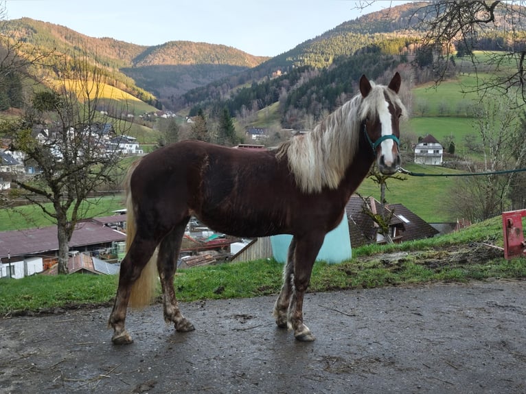 Schwarzwälder Fuchs Stute 2 Jahre 143 cm Dunkelfuchs in Elzach