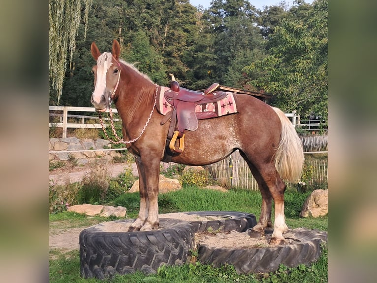 Schwarzwälder Fuchs Mix Stute 3 Jahre 157 cm Fuchs in Bayerbach