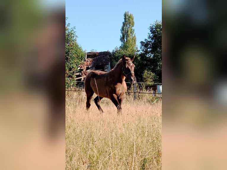 Schwarzwälder Fuchs Stute 4 Jahre 152 cm Dunkelfuchs in Celle