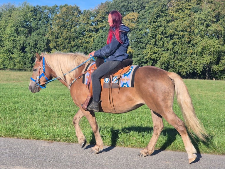 Schwarzwälder Fuchs Mix Stute 4 Jahre 153 cm Fuchs in Linkenbach
