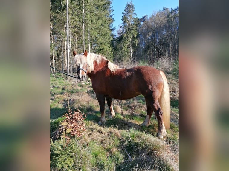 Schwarzwälder Fuchs Stute 4 Jahre Dunkelfuchs in Mandelbachtal