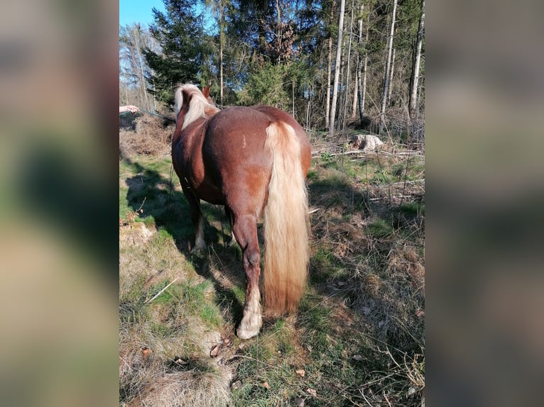 Schwarzwälder Fuchs Stute 4 Jahre Dunkelfuchs in Mandelbachtal