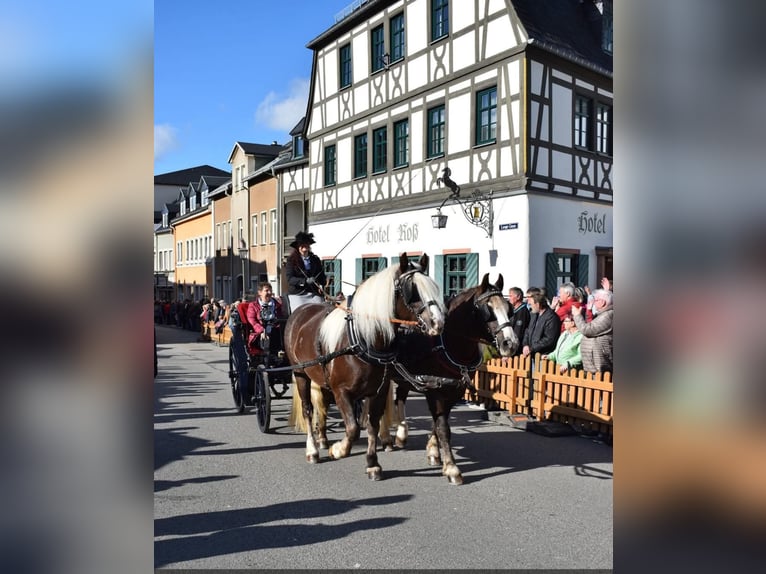 Schwarzwälder Fuchs Stute 7 Jahre 155 cm Dunkelfuchs in Zw&#xF6;nitz