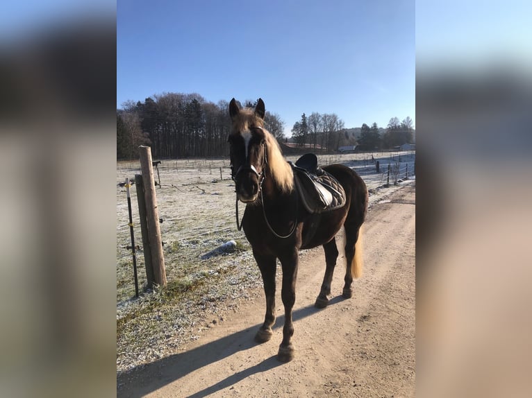 Schwarzwälder Fuchs Stute 9 Jahre 152 cm Fuchs in Gunzenhausen