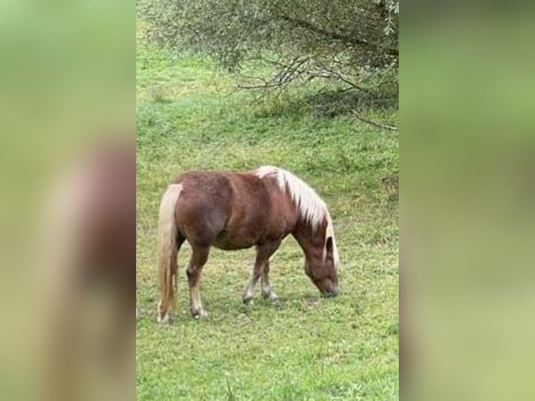Schwarzwälder Fuchs Stute 9 Jahre Dunkelfuchs in Müllheim