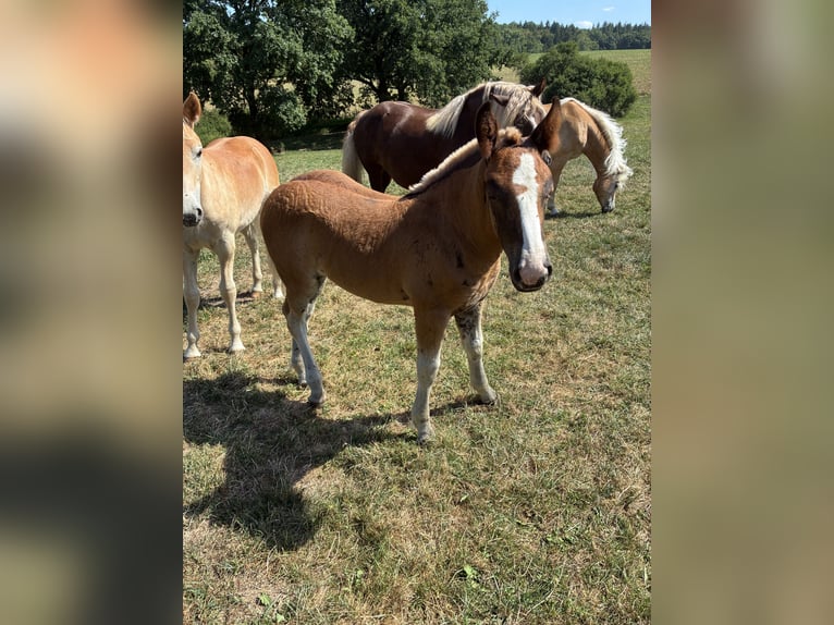 Schwarzwälder Fuchs Stute Fohlen (05/2026)  in Ottenhausen